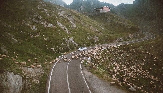 כבשים חוצות כביש באין מפריע