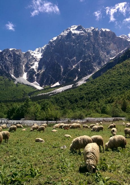 כבשים בעמק וולבונה ליד Dragobia