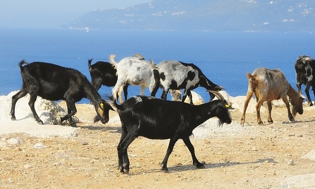 עיזים מלחכות עשב באלבניה