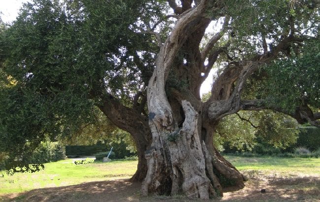 עץ זית עתיק