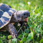 חוות הצבים בטירנה